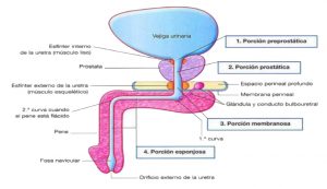 Suelo Pelvico Masculino en Detalle